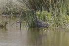 Spotted Redshank by Mick Dryden Spotted Redshank by Mick Dryden