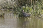 Spotted Redshank by Mick Dryden