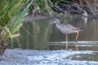 Spotted Redshank by Romano da Costa