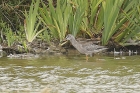 Spotted Redshank by Mick Dryden Spotted Redshank by Mick Dryden