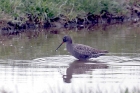 Spotted Redshank by Alan Modral