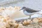 Spotted Sandpiper by Romano da Costa Spotted Sandpiper by Romano da Costa