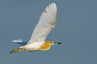 Squacco Heron by Romano da Costa