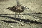 Stone Curlew by Mick Dryden