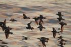 Turnstone by Mick Dryden Turnstone by Mick Dryden