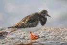 Turnstone by Mick Dryden