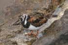 Turnstone by Mick Dryden