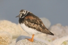 Turnstone by Mick Dryden Turnstone by Mick Dryden