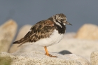 Turnstone by Mick Dryden