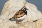 Turnstone by Mick Dryden Turnstone by Mick Dryden