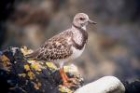 Ruddy Turnstone by Regis Perdriat