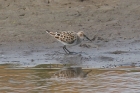 Little Stint by Mick Dryden