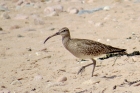 Whimbrel by Alan Gicquel