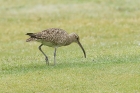 Whimbrel by Mick Dryden