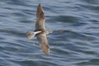Whimbrel by Mick Dryden Whimbrel by Mick Dryden