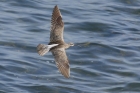 Whimbrel by Mick Dryden