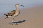 Whimbrel by Romano da Costa