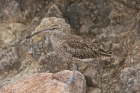 Whimbrel by Mick Dryden