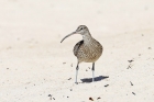 Whimbrel by Alan Modral
