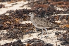 Whimbrel by Stewart Logan