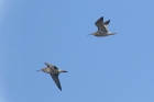 Whimbrels by Mick Dryden