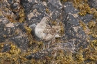 Whimbrel by Mick Dryden Whimbrel by Mick Dryden