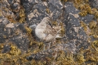 Whimbrel by Mick Dryden