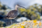 Whimbrel by Romano da Costa