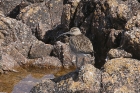 Whimbrel by Mick Dryden