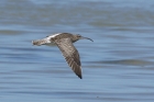 Whimbrel by Mick Dryden Whimbrel by Mick Dryden