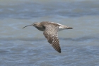 Whimbrel by Mick Dryden