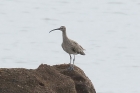 Whimbrel by Mick Dryden