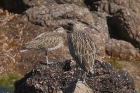 Whimbrel and Curlew by Mick Dryden