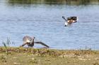 Whimbrel and Lapwing by Roy Filleul