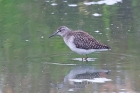 Wood Sandpiper by Tony Paintin Wood Sandpiper by Tony Paintin