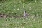 Wood Sandpiper by Alan Modral Wood Sandpiper by Alan Modral