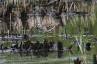 Wood Sandpiper by Mick Dryden Wood Sandpiper by Mick Dryden