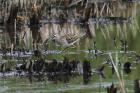 Wood Sandpiper by Mick Dryden