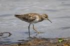 Wood Sandpiper by Mick Dryden Wood Sandpiper by Mick Dryden