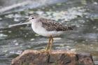 Wood Sandpiper by Mick Dryden