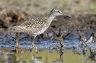 Wood Sandpiper by Romano da Costa Wood Sandpiper by Romano da Costa