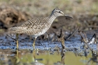 Wood Sandpiper by Romano da Costa