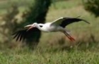 White Stork by Andrew Koester