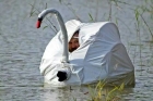 swan by anon swan by anon