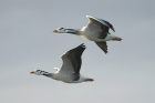 Bar-headed Geese by Mick Dryden