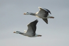 Bar-headed Geese by Mick Dryden Bar-headed Geese by Mick Dryden