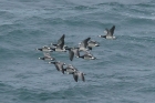 Barnacle Geese by Mick Dryden