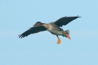 Bean Goose by Mick Dryden Bean Goose by Mick Dryden