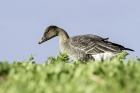 Bean Goose by Romano da Costa Bean Goose by Romano da Costa