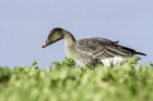 Bean Goose by Romano da Costa